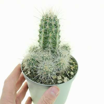 Echinocereus engelmannii