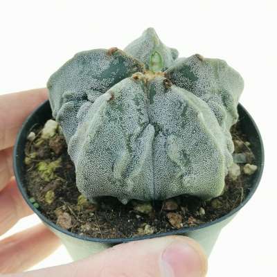Astrophytum myriostigma cv. fukuryu (type B)