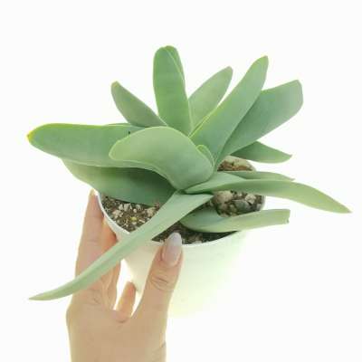 Crassula falcata