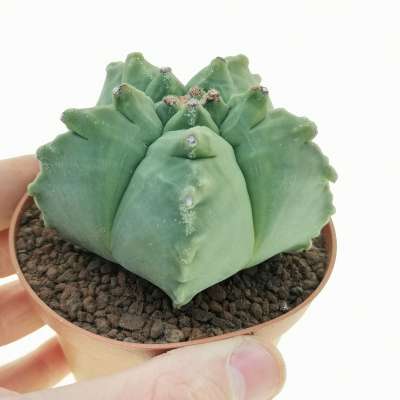 Astrophytum myriostigma cv. Kikko var. nudum