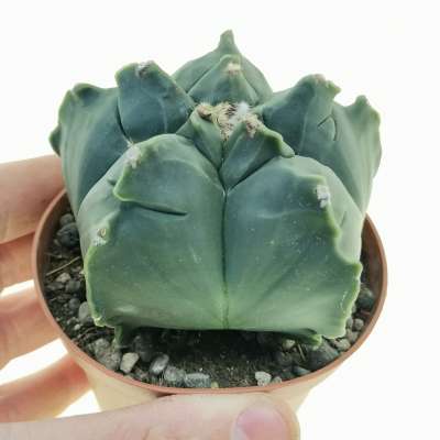 Astrophytum myriostigma cv. Kikko var. nudum