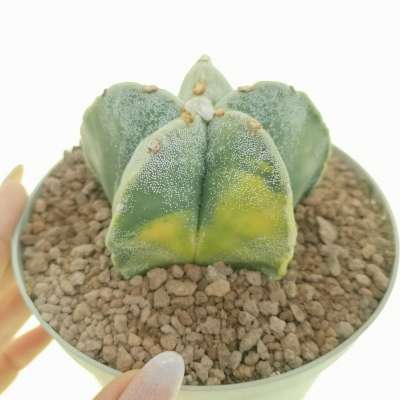 Astrophytum myriostigma f. variegata