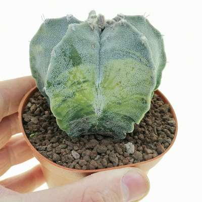Astrophytum hybrid (Capricorne x Ornatum) f. variegata