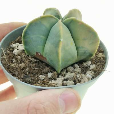 Astrophytum myriostigma var. nudum f. variegata