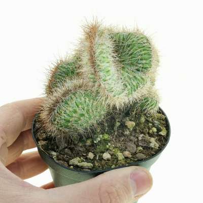 Nyctocereus serpentinus f. crestata