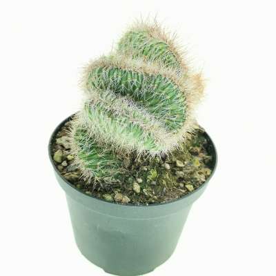 Nyctocereus serpentinus f. crestata - Giromagi