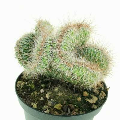 Nyctocereus serpentinus f. crestata - Giromagi