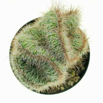 Nyctocereus serpentinus f. crestata - Giromagi