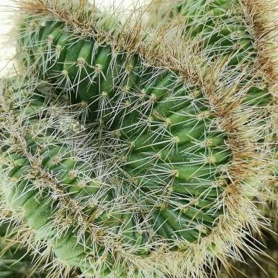Nyctocereus serpentinus f. crestata - Giromagi