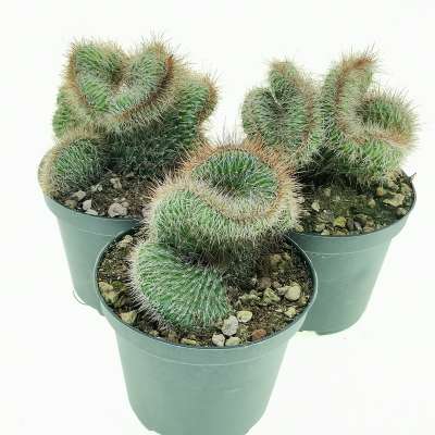 Nyctocereus serpentinus f. crestata - Giromagi