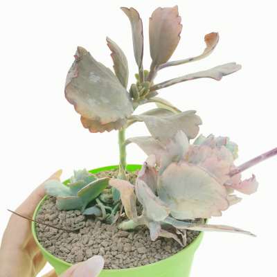 Kalanchoe fedtschenkoi