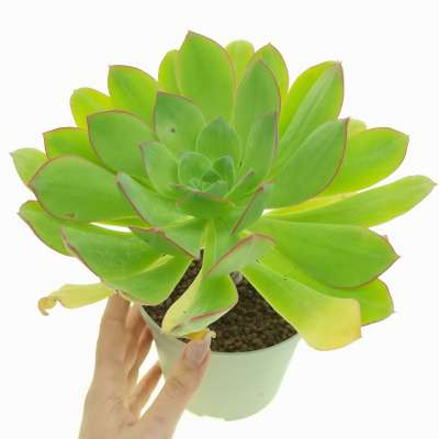 Aeonium percarneum