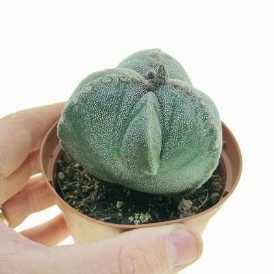 Astrophytum myriostigma cv. Fukuryu (Type A) tricostatum
