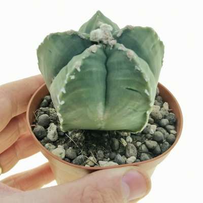 Astrophytum myriostigma var. strongylogonum cv. costa