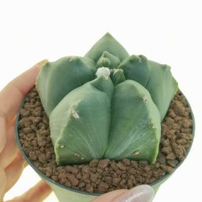 Astrophytum myriostigma cv. Kikko var. nudum