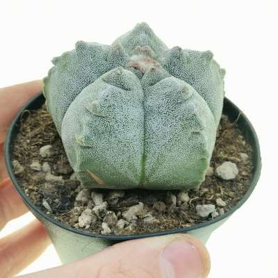 Astrophytum myriostigma cv. Kikko