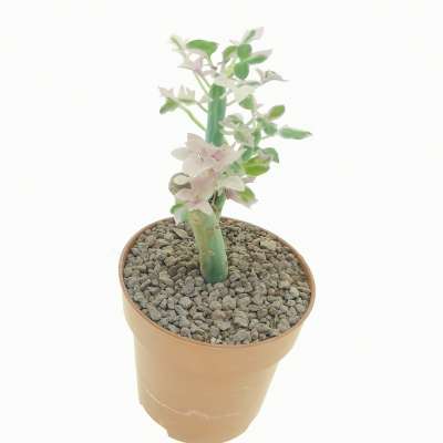Senecio articulatus f. variegata - Giromagi
