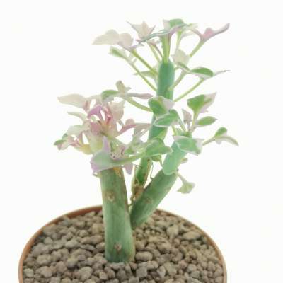 Senecio articulatus f. variegata - Giromagi