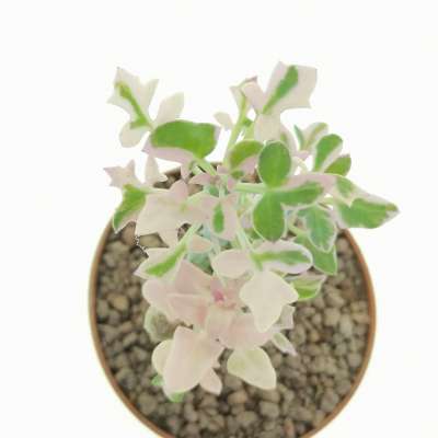 Senecio articulatus f. variegata - Giromagi