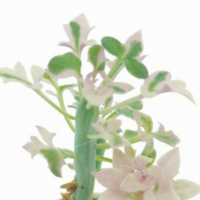 Senecio articulatus f. variegata - Giromagi