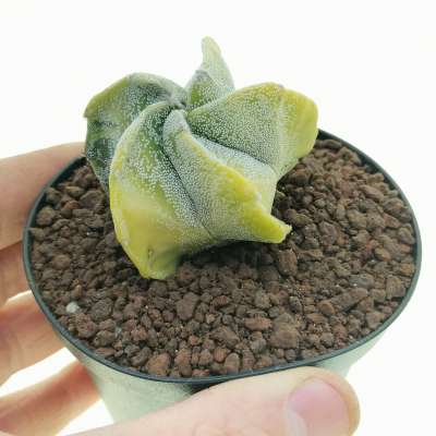 Astrophytum myriostigma f. variegata