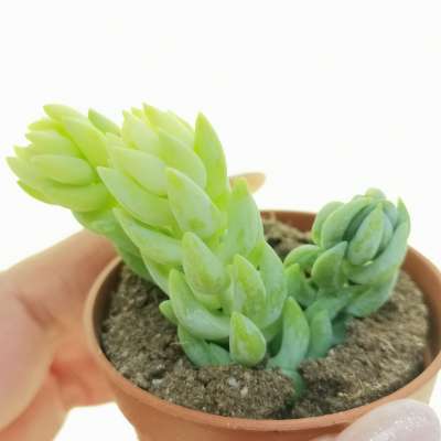 Sedum morganianum