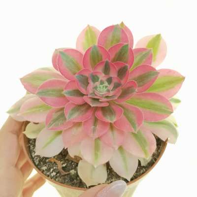 Aeonium 'Pink Witch'