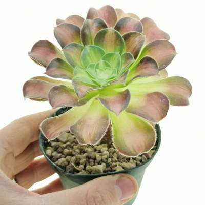 Aeonium 'Pink Witch Yellow Middle'