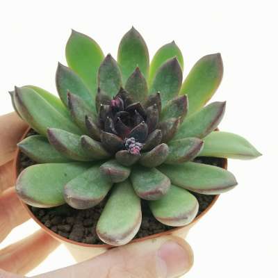 Echeveria agavoides 'Black Queen'
