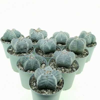 Astrophytum myriostigma 10 pcs