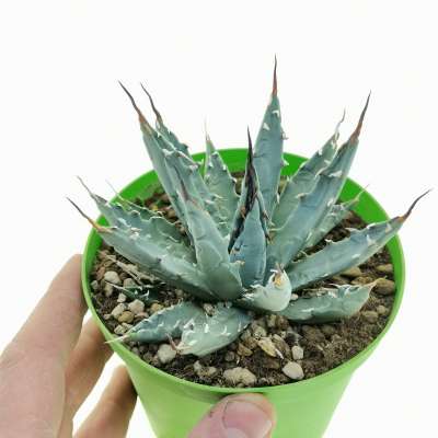 Agave utahensis var. nevadensis