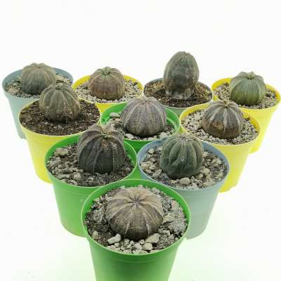 Euphorbia obesa (Rare form) 10 pcs.