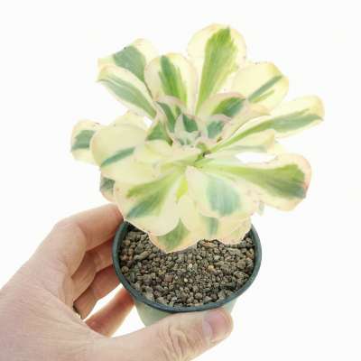 Aeonium 'Zuse'