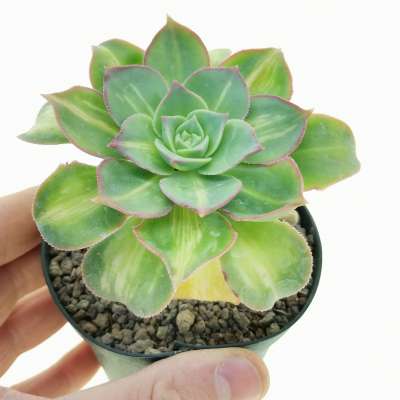 Aeonium starburst 'Lemon lime'