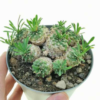 Euphorbia cv. Cocklebur