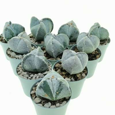 Astrophytum myriostigma var. tricostatum 10 pcs