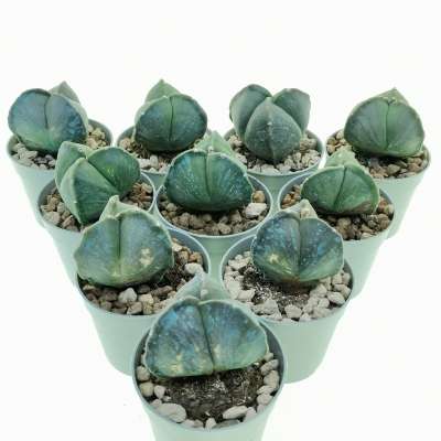 Astrophytum myriostigma var. tricostatum nudum 10 pcs