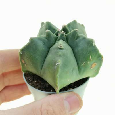Astrophytum myriostigma cv. Kikko var. nudum