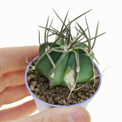 Astrophytum capricorne f. variegata