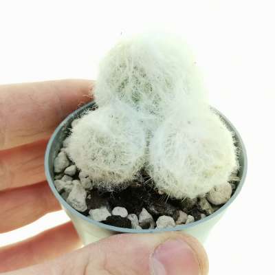 Espostoa lanata subs. lanianuligera