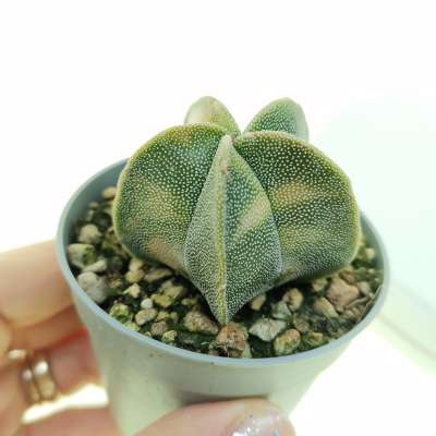 Astrophytum myriostigma f. variegata
