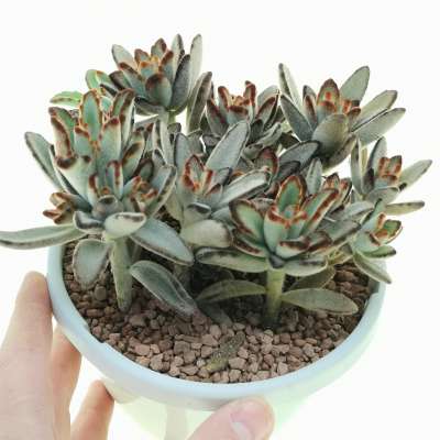 Kalanchoe tomentosa 'Panda Plant'