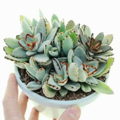 Kalanchoe tomentosa 'matcha'