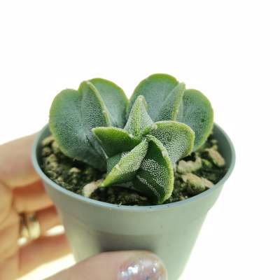 Astrophytum myriostigma (Zebra type)