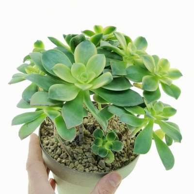 Aeonium haworthii 'Kiwii'