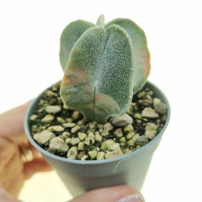Astrophytum myriostigma f. variegata