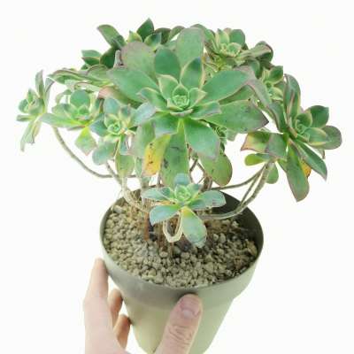 Aeonium haworthii 'Dream color'