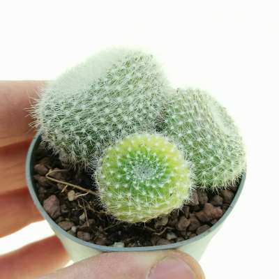Notocactus haselbergii f. variegata