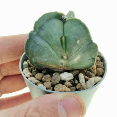 Astrophytum myriostigma var. tricostatum nudum