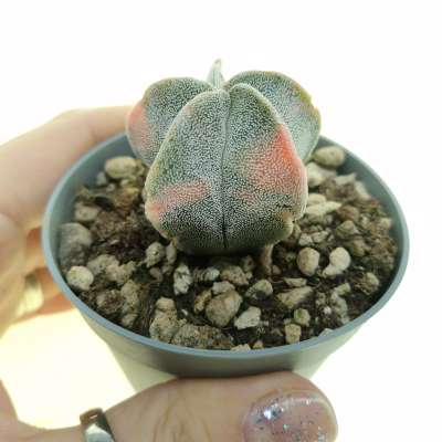 Astrophytum myriostigma f. variegata